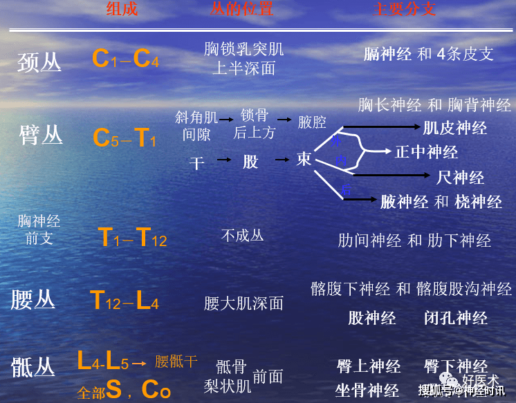 附:神经反射检查的意义肱二头肌反射:反射中枢为c5,6;肱三头肌反射