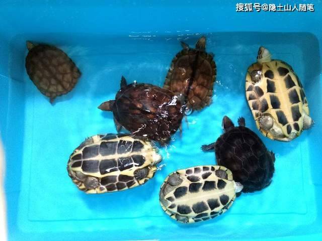 梦河奇遇，乌龟与蚌的珍珠之梦——解密梦境中的财富与智慧寓意