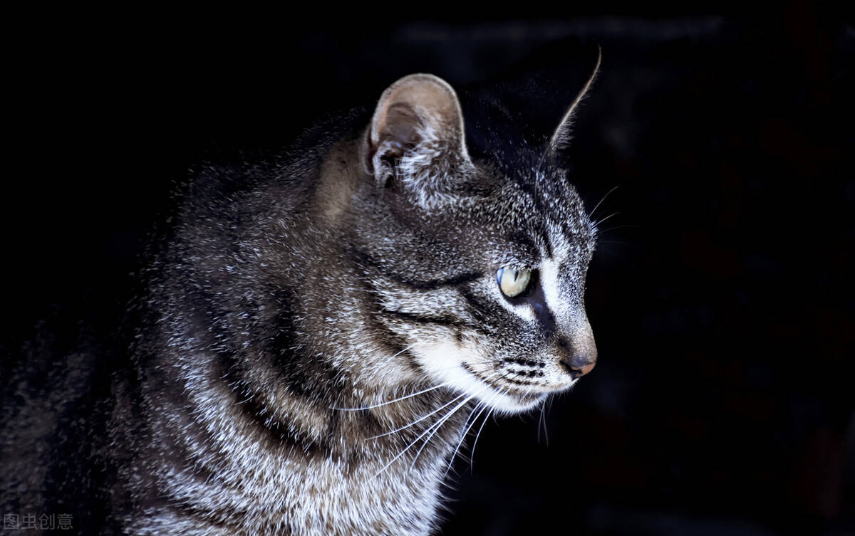 航空一只狸花猫从深圳航空托运的海口的案例分享~