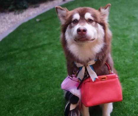 王思聪的爱犬"王可可"是如何走上狗生巅峰的_待遇_一家_那是王