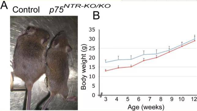 【每周一鼠】ngfr基因敲除小鼠_wnt_通路_-cre