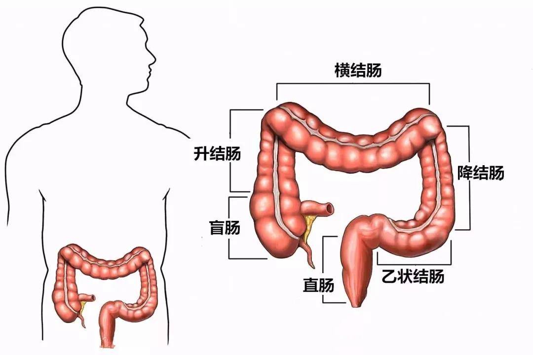 肠有横结肠,升结肠,降结肠,盲肠,乙状结肠,直肠等等,不过常说的肠癌