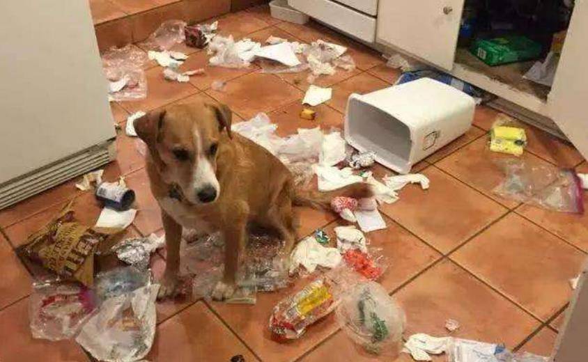 什么|有养狗和养狗的人，差别太大了，你是哪种？