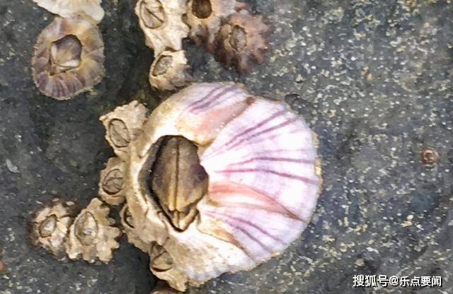 鲸鱼为什么长藤壶 3f16d324201b4ef4ae89ec156e6fce03.jpeg