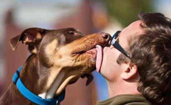 意思|狗狗“舔人”很脏?其实并不是,舔你是有原因的