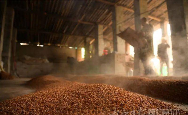 内江|内江“神奇”!民间土酿高粱酒,每年外卖三万斤——