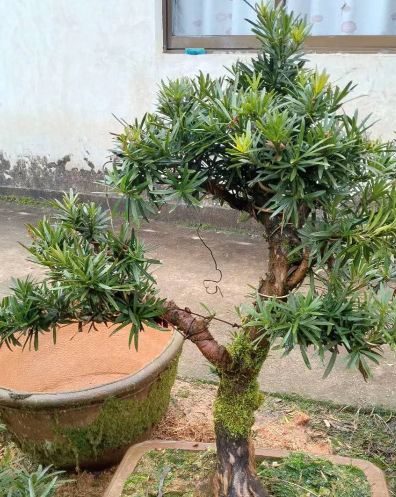 一种植物栽盆中,世代成富翁_罗汉松_盆景_盆栽