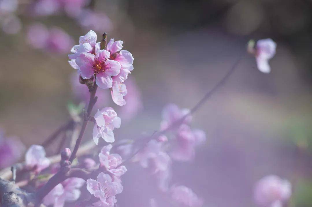 雍阳|赏花进行时：雍阳桃花开满乡村振兴之路