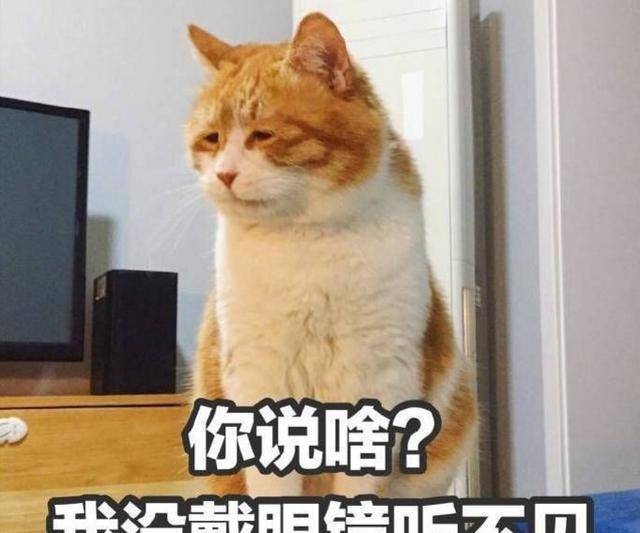 什么|原来养猫会得这些“病”，为什么养的人还是那么多？