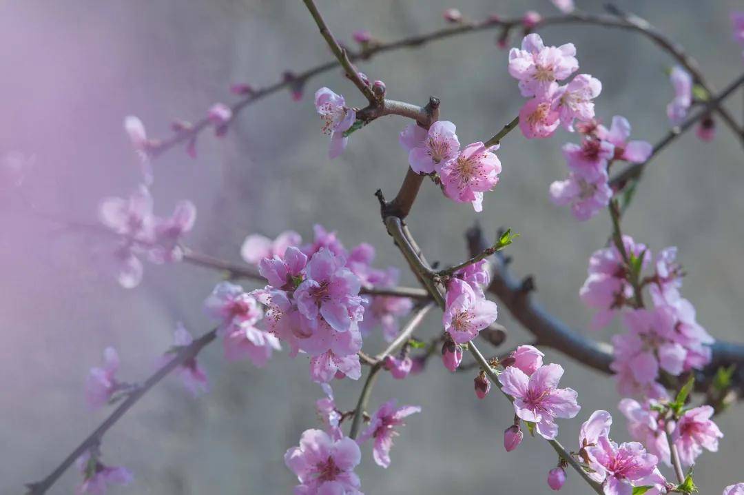 雍阳|赏花进行时：雍阳桃花开满乡村振兴之路