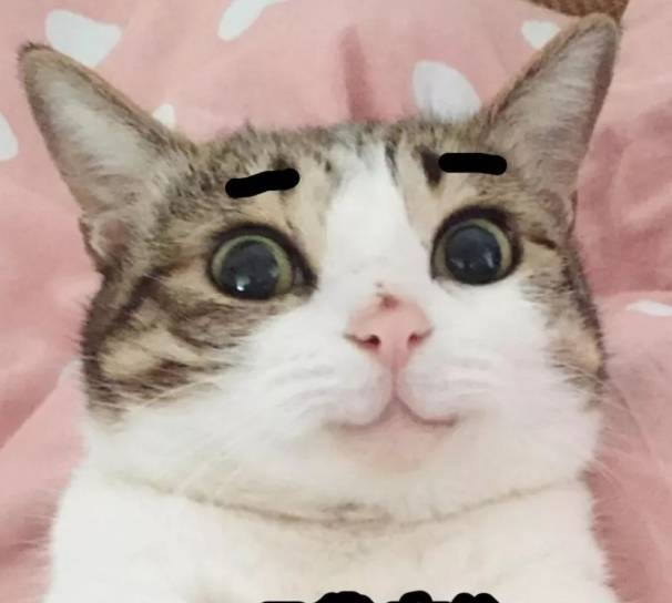 怎么看猫咪生气 e9e0d2eadc15474d9339a0109e86fde7.jpeg