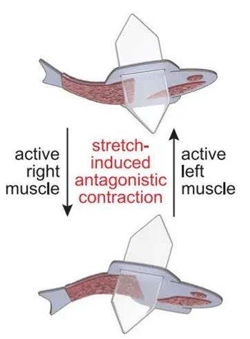真鱼|用人类心脏细胞造机器鱼,游泳速度比真鱼还快,哈佛新研究登上Science