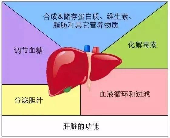 全球|你的肝脏，没有你想的那么脆弱