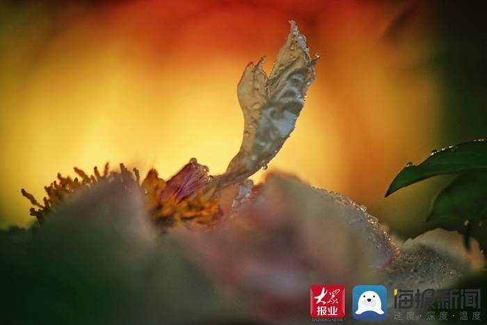 摄影家协会 好品山东丨牡丹芳，牡丹芳，黄金蕊绽红玉房！一起欣赏摄影师镜头下的微距牡丹