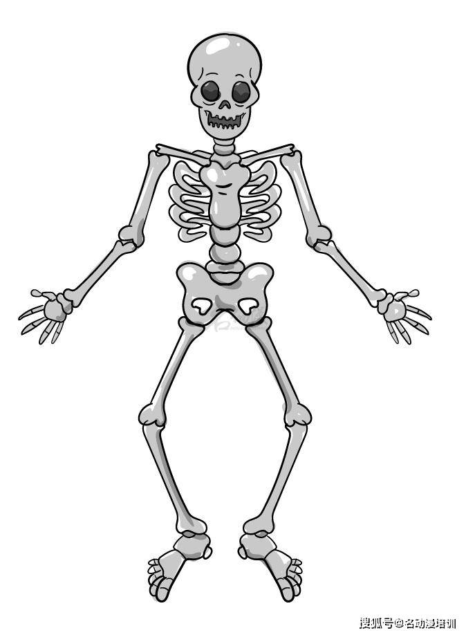 人体模型骨头架怎么画图片