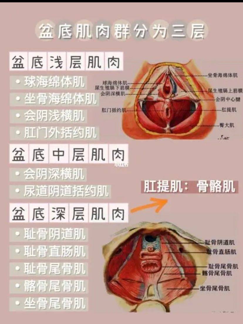 继续分享盆底肌