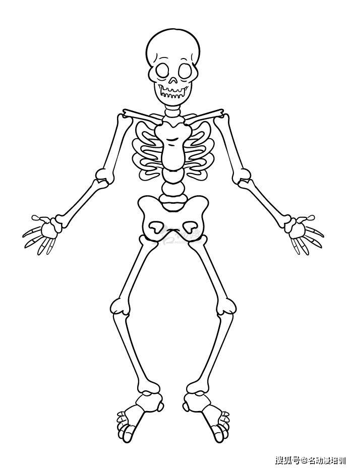 人物人体的骨架怎么绘画