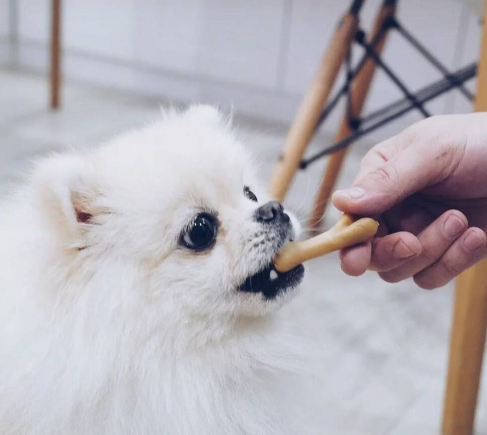 如何给狗狗剪指甲不剪到血线 ce208d62f612484386dcdc3901d79006.jpeg