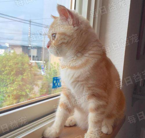 梦里梦到有猫抓我,潜意识的隐喻与内心探索 梦里梦到有猫抓我,潜意识的隐喻与内心探索