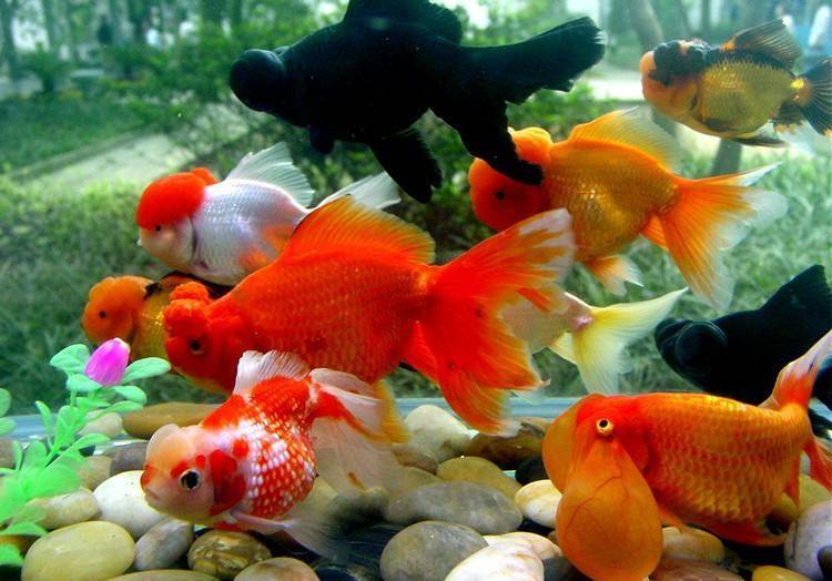 怎么养金鱼才不会生病 069882102f40476fb746d06cc73df8a8.jpeg
