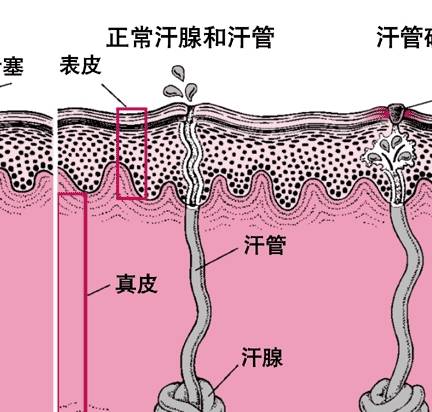 括约肌科普，肉毒素除了能瘦脸 还能用来干什么？