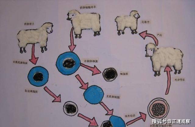 為什麼現在很少講克隆了看完多利的一生就明白了太過可憐