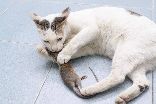 不少网友都表示,这两只老鼠简直成精了,打架也就算了,居然还非得"站着