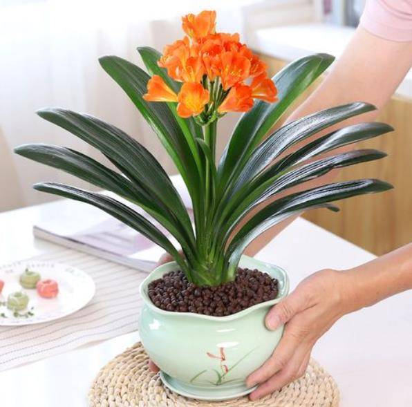 想要君子兰花大色艳 掌握几个关键点 叶片油绿挺拔如折扇 养护 植株 花友