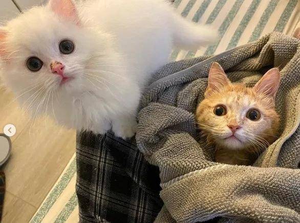 台湾省的一位女网友@loli_cat家里的小猫咪,就是活脱脱的招财猫!