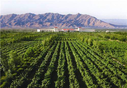 文化|宁夏为什么要打造“葡萄酒+文化+旅游”观光带