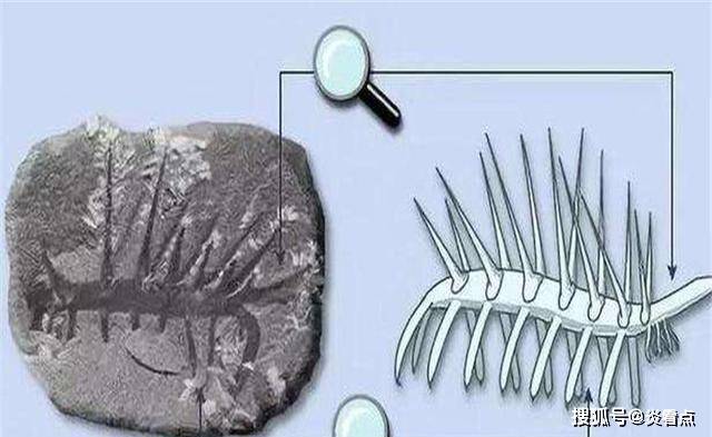 5亿年前的诡异生物 头尾傻傻分不清楚 有悖于达尔文进化论 地球 化石 时间