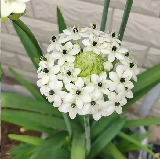 蓝妖:伯利恒之星怎么养才长的好?这样做年年复花还爱繁殖小球_天鹅绒_