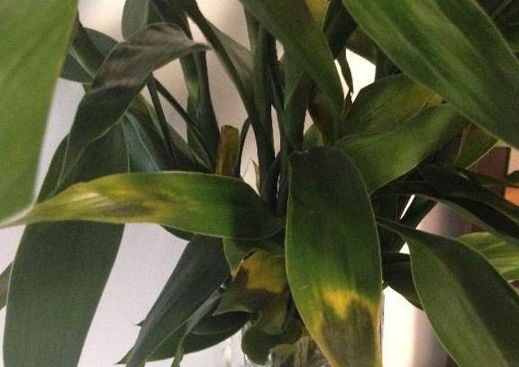 富贵竹怎么养好看图解 beef2a671e054b72b9e07290491ea60e.jpeg