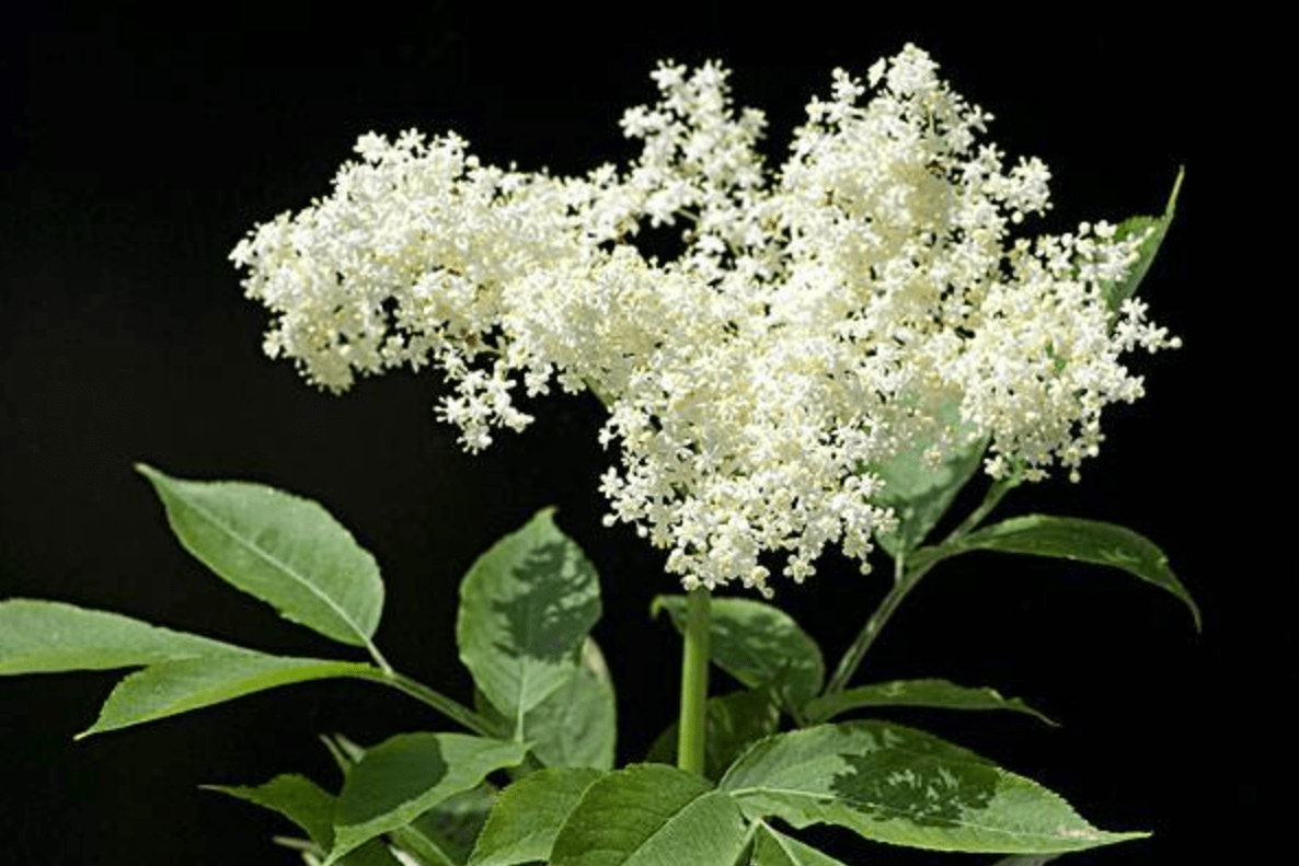 接骨木莓对儿童免疫力有什么帮助