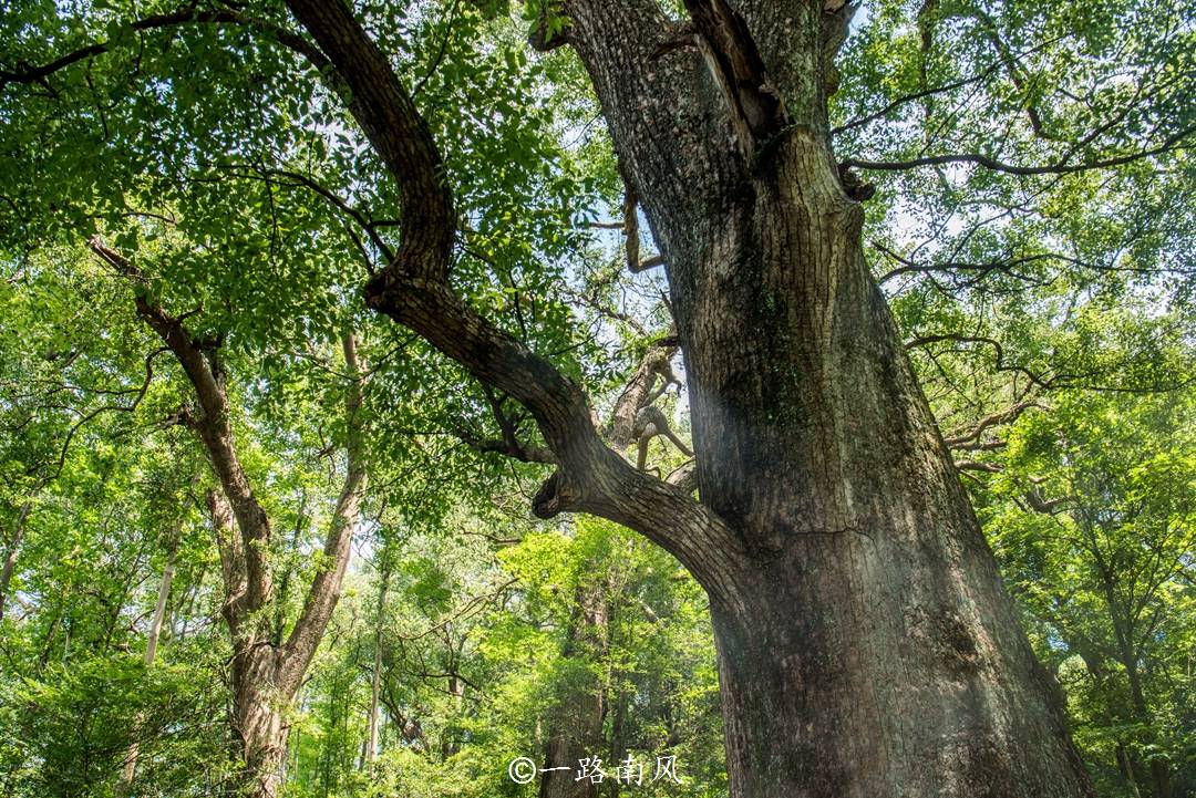 古村|江西上饶有座盛产古樟的隐世村落，神樟千年高龄，蚊虫不敢靠近