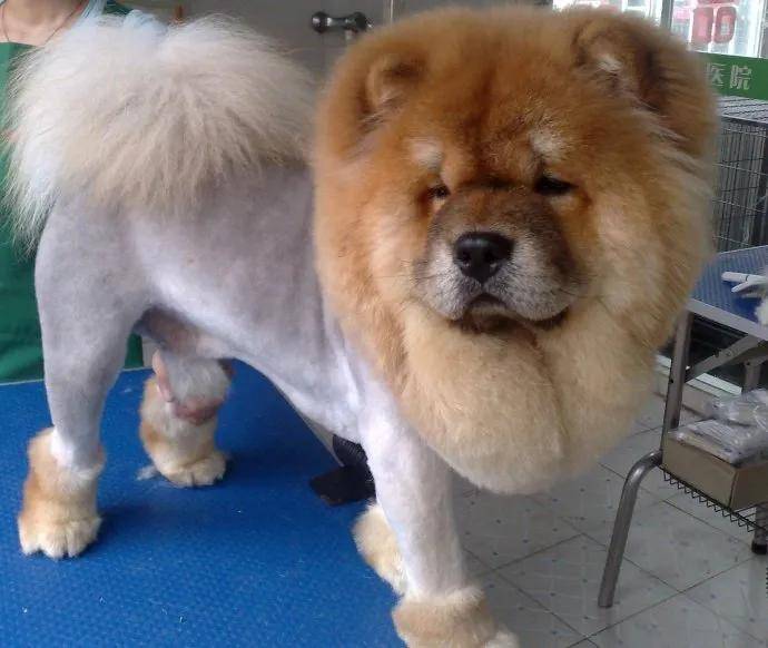 百科松狮犬长相酷似大号玩具熊的皇家猎犬