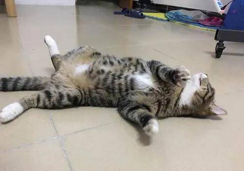 因为|猫咪爱不爱你,在这6个方面很诚实,瞒也瞒不住