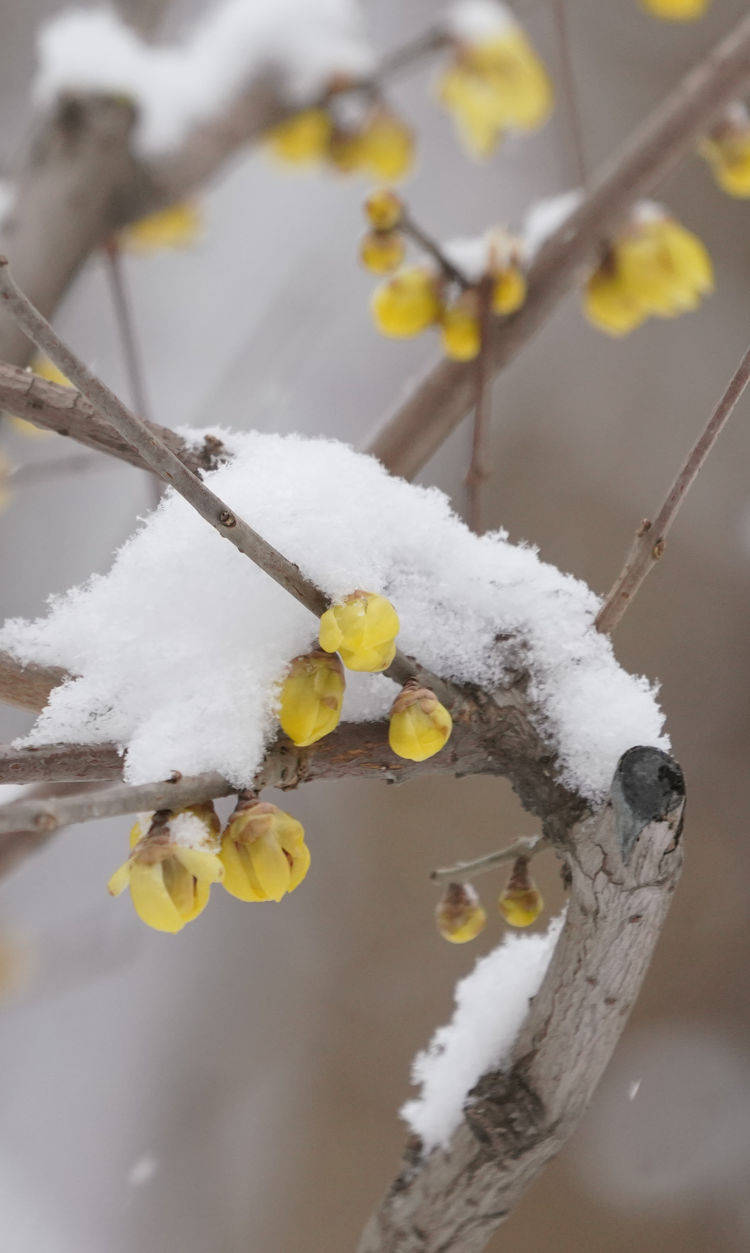 腊梅遇春雪