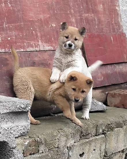 宠物狗多数被溺爱 是狗主的心头肉 而中华田园犬却让人心疼 农村 狗狗 生活