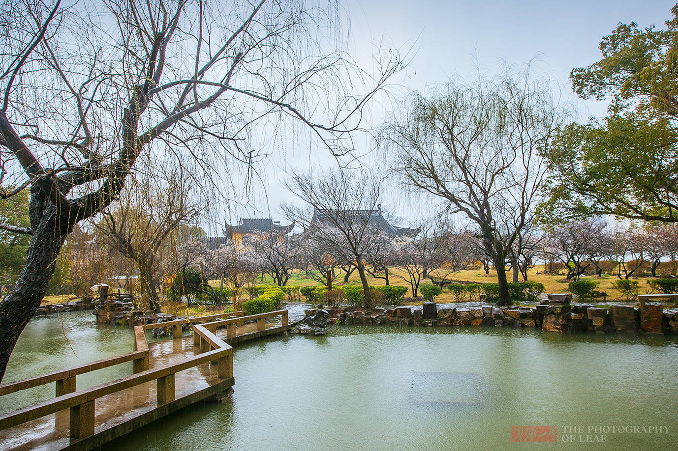 奇景|苏州这棵树被雷劈成两半，1900多年还活着，乾隆赐名“清奇古怪”