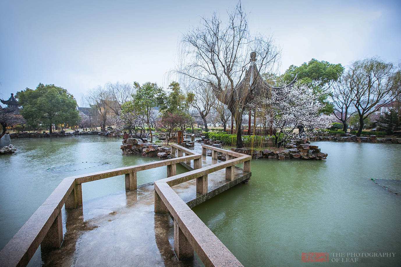 奇景|苏州这棵树被雷劈成两半，1900多年还活着，乾隆赐名“清奇古怪”