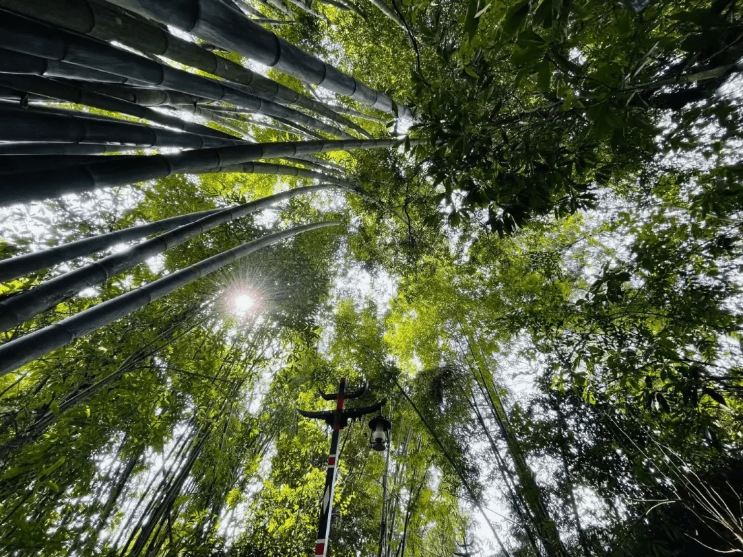 文化|舞动新时代 情溢司莫拉