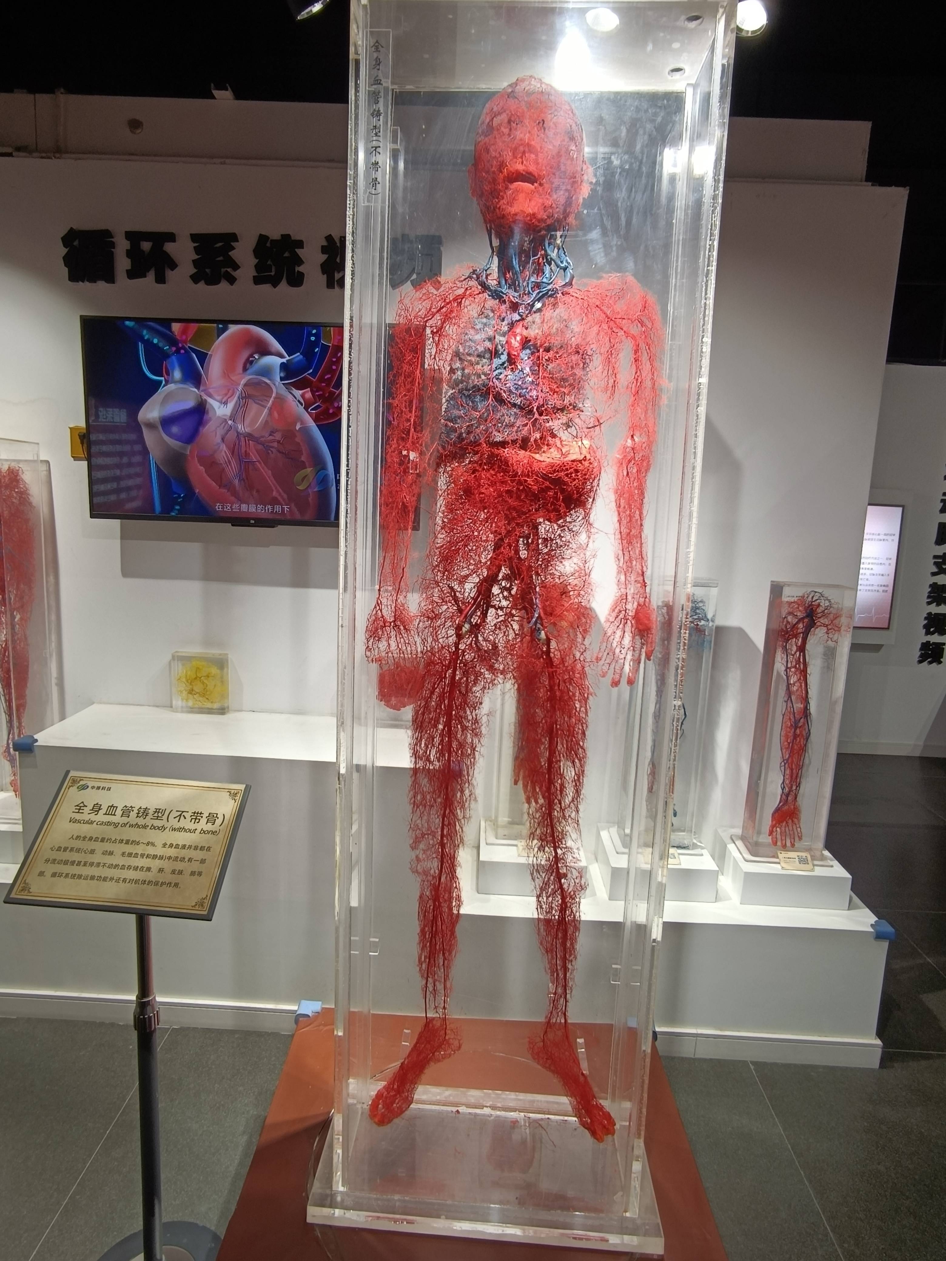 三楼奇特的人体奥秘展区,让你了解人体肌肉,骨骼,神经的分布!