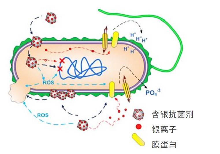 金属离子抗菌剂的5大抗菌机理_细菌_细胞壁_蛋白质