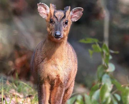 王琴:归来的麂子|中原作家