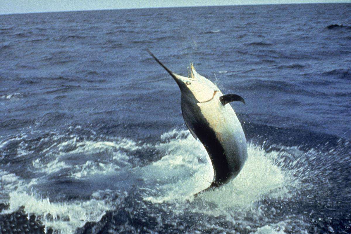 剑鱼:执利剑闯怒海,刺穿55厘米船板,连鲨鱼和人类也不放在眼里_猎物