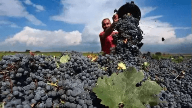 卡赫季|别卡速：豹子号333