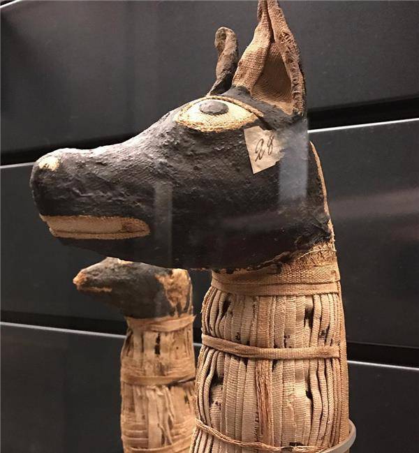 80万只动物活生生被制成木乃伊,ct扫描后,专家才知有多残忍_古埃及