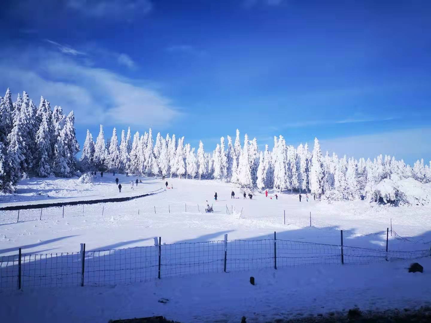 武隆仙女山雪後初霽銀裝素裹美如畫圖片