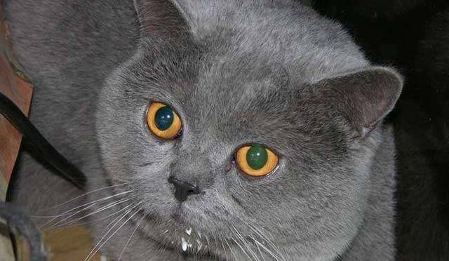 体型最受欢迎的5种宠物猫，你家的猫咪上榜了吗？
